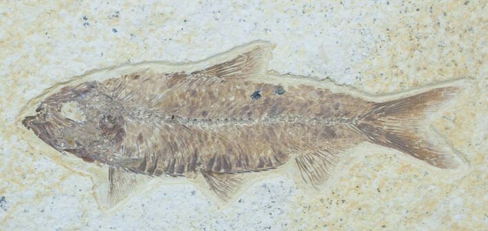 Detailed Knightia Fossil Fish #3770